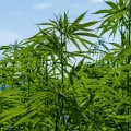 Is Hemp Sustainable to Grow? A Comprehensive Look at the Benefits of Hemp