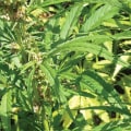 The Forbidden Plant: Unveiling the Mystery Behind Hemp's Prohibition
