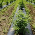 Is Growing Hemp a Good Investment?