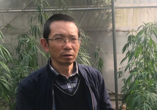 Is Hemp Legal in China? A Comprehensive Guide